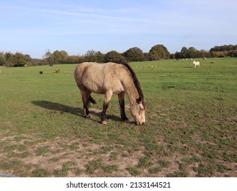 Elderly dun horse grazing on pasture in a large field in autumn sunshine.  Horse has black mane and tail and grass is sparse with mud showing through.