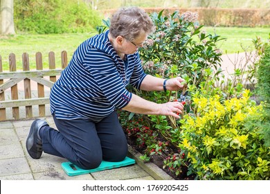 Elderly european woman prunes branch of plant in garden