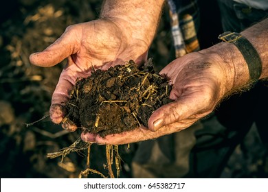 An Elderly Farmer Holds A Handful Of Fertile Black Soil In His Hands. Agriculture, Crop Concept. 