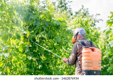 elderly farmer spraying vineyard from a hand pump - Shutterstock ID 1462876934