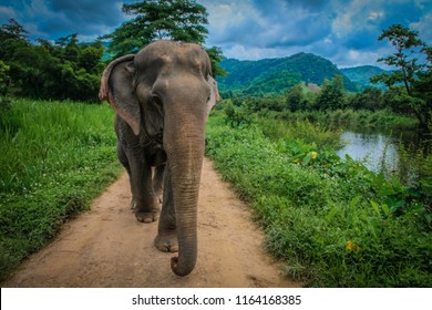 Elderly Female Asian Elephant Walking Alone On A Dirt Grassy Path During A Cloudy Summer Day At Elephant Nature Park In Chiang Mai, Thailand