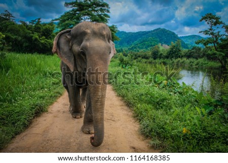 Elderly female Asian elephant walking alone on a dirt grassy path during a cloudy summer day at Elephant Nature Park in Chiang Mai, Thailand