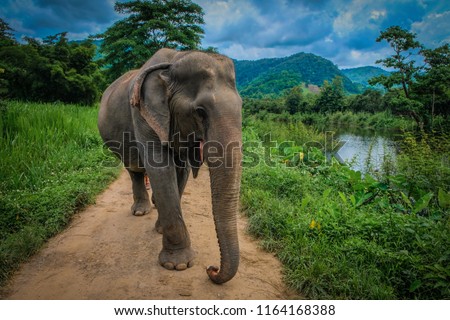 Elderly female Asian elephant walking alone on a dirt grassy path during a cloudy summer day at Elephant Nature Park in Chiang Mai, Thailand