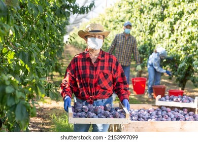 Elderly Female Farmer Wearing Protective Face Mask Working In Summer Orchard While Harvesting Ripe Purple Plums. Concept Of Work In Context Of Coronavirus Pandemic