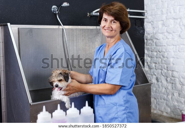 Elderly female groomer washing cute havanese\
puppy before shearing in pet\
salon..