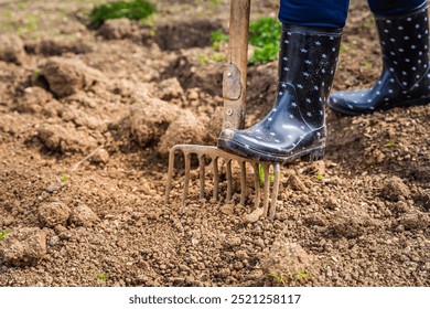 Elderly gardener digging soil with a garden fork to cultivate soil ready for planting, autumn gardening - Powered by Shutterstock