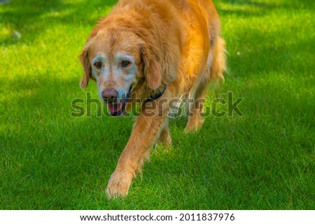 A ELDERLY GOLDEN RETRIEVER WALKING IN GREEN GRASS