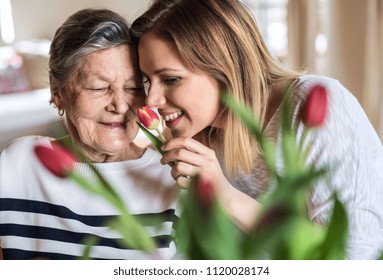 An Elderly Grandmother With An Adult Granddaughter At Home, Smelling Flowers.