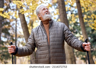 elderly gray bearded man with nordic walking poles in colorful autumn park, walking. Healthy life concept. Old caucasian european male doing exercise outdoors, in contemplation of nature around.