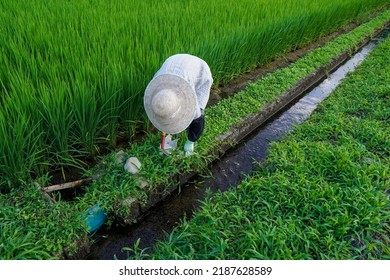 An Elderly Japanese Farmer Cutting Grass Next To Paddy Field On A Hot Summer Day.