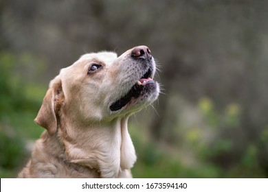 Ein älterer Labrador Retribin, der stehend und wegschaut