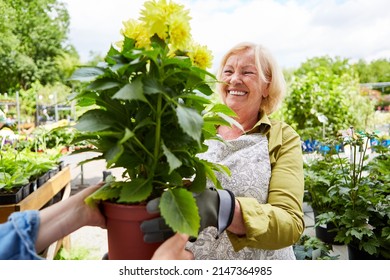 Elderly laughing woman as a gardener in plant nursery with potted plant - Powered by Shutterstock