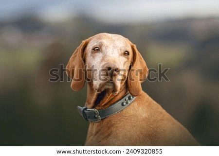 An elderly Magyar Vizsla dog outdoors