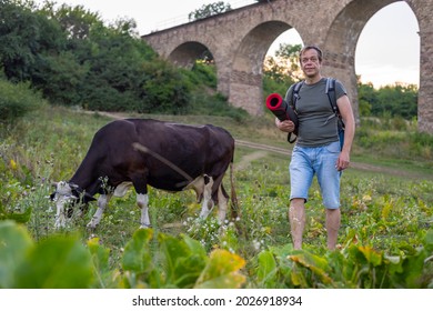 An elderly man of 45-50 years of athletic build with a backpack on his back and a mat for sports walks past a cow on the background of a viaduct. Concept: hiking and excursions.