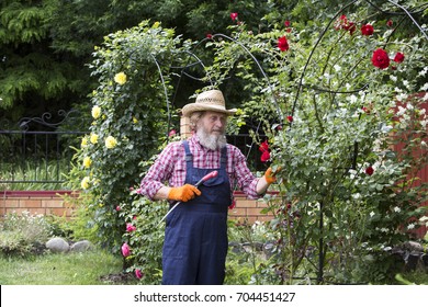 An elderly man with a beard beside a flower bed with roses. - Powered by Shutterstock