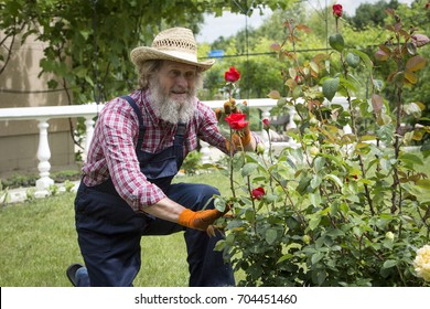 An elderly man with a beard beside a flower bed with roses. - Powered by Shutterstock