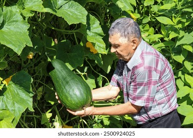 Elderly man with crop of squash. Old farmer picking vegetables in a garden, good harvest - Powered by Shutterstock