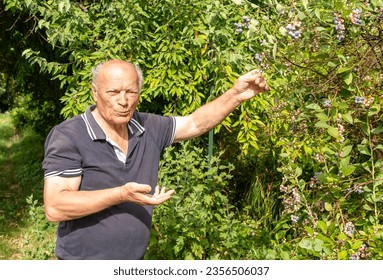 Elderly man eats blueberries from the plant in the vegetable garden. - Powered by Shutterstock