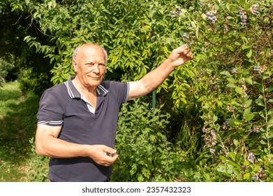 Elderly man eats blueberries from the plant in the vegetable garden. - Powered by Shutterstock