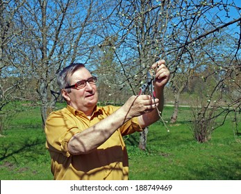 Elderly Man Gardener Pruning Apple Tree On Spring