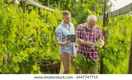 an elderly man with his son in a vineyard with a tablet takes care of the harvest