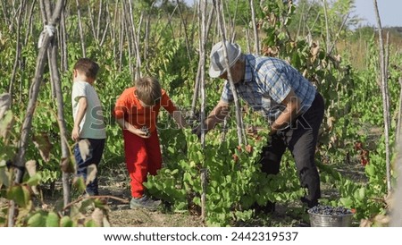 Elderly man and little kids harvest grapes together in the countryside vineyard