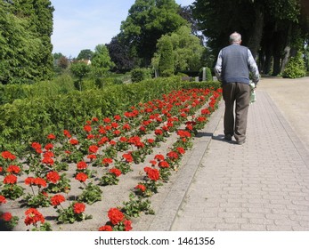 Elderly Man On His Way To His Wifes Grave At The Cemetary At Summertime With Flowers In His Hand.