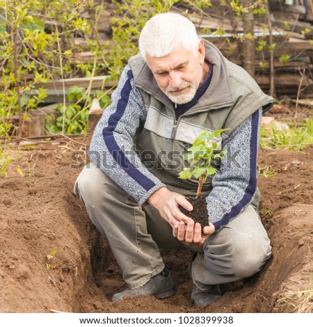 An elderly man planting a grapes seedling in a summer residence. Spring day.