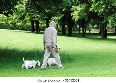 An Elderly Man With Stick  And Two Dogs Walks.