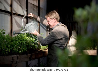 Elderly Man Watering Plants With A Metal Can