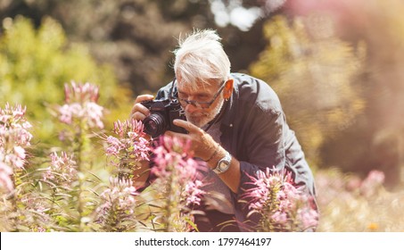 Elderly pensioner photographing pink flowers in the park, outdoor hobby. Active longevity. A keen and cheerful senior man.
