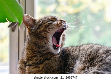 Elderly pet cat yawning by the window