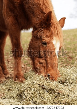 An elderly pony eats hay in a grassy paddock. At 30 years old, she still has a good appetite.