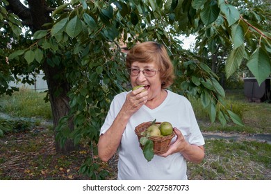 An elderly red-haired woman enjoys a ripe juicy green apple plucked from a tree in her garden.                               