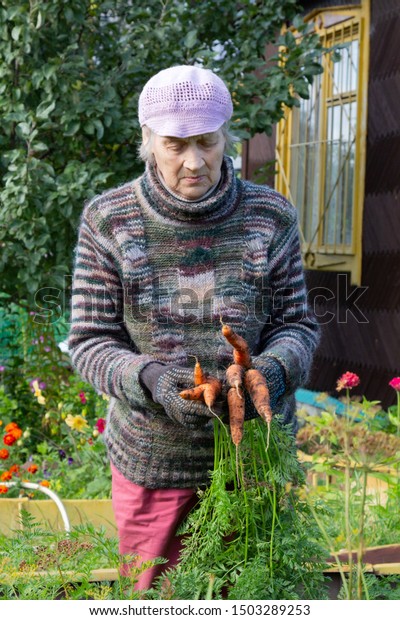 Elderly Russian Woman Picked Carrots On Stock Photo Edit Now