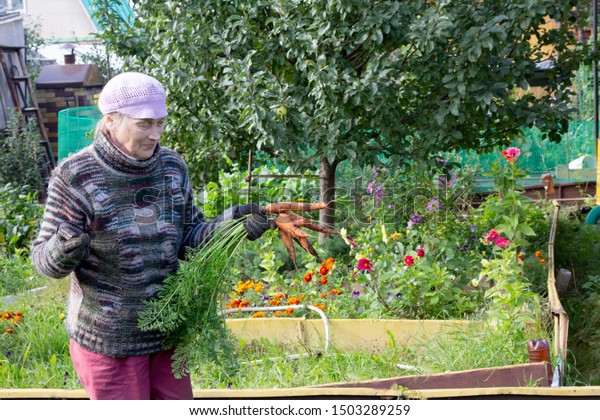 Elderly Russian Woman Picked Carrots On Stock Image Download Now