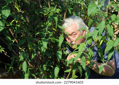 Elderly or senior man hiding in the bushes and peering out. 