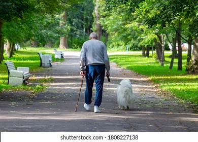 An Elderly Tall Stooped Man With A Stick Walks Through The Park With A Dog On A Leash. View From The Back