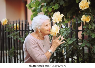 Elderly woman admiring beautiful bushes with yellow roses. Senior lady on a walk in the city examining flowers - Powered by Shutterstock