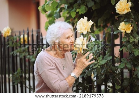 Elderly woman admiring beautiful bushes with yellow roses. Senior lady on a walk in the city examining flowers