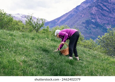 An elderly woman is bent over picking mushrooms in a meadow. The meadow is covered with flowers and surrounded by mountains and the sky is cloudy. - Powered by Shutterstock