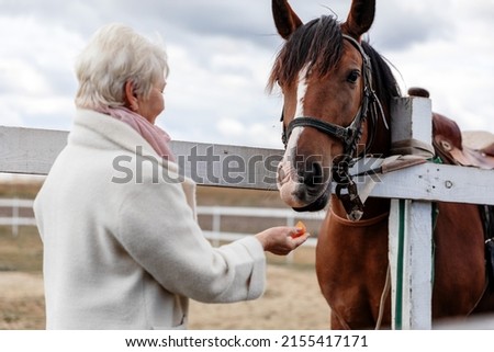 Elderly woman communicates with riding horse feeding it from her hand.