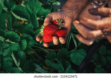 A elderly woman farmer collects a harvest of ripe strawberries. Harvesting fresh organic strawberries. Farmer's hands picking strawberries close-up. Strawberry bushes - Powered by Shutterstock