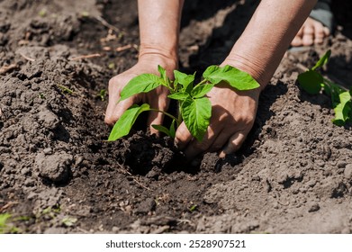 An elderly woman gardener plants a green tomato seedling with her hands in wet watered soil from the garden on a plantation. Close-up photography, agriculture, gardening concept, growing vegetables. - Powered by Shutterstock