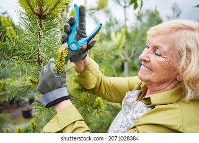 Elderly Woman As A Gardener With Secateurs While Trimming Conifers In A Tree Nursery