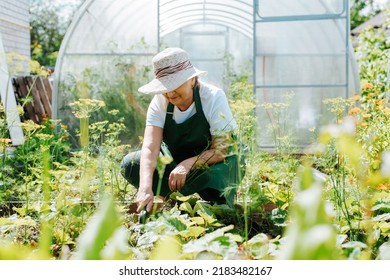 Elderly Woman Gardener In Straw Hat Working On Garden Bed With Hoe Near Greenhouse And Looking Down. Horticulture, Gardening Concept.