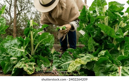 Elderly woman harvesting Swiss chard from her garden with a pruner and basket. - Powered by Shutterstock