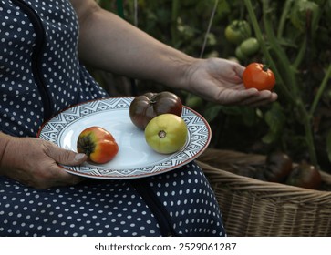 An elderly woman harvests tomatoes in her home garden - Powered by Shutterstock