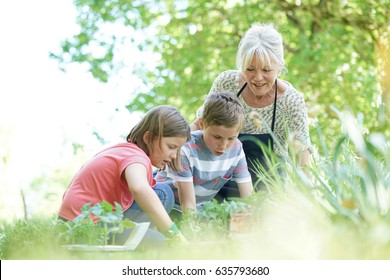 Elderly Woman Having Fun Gardening With Grandkids