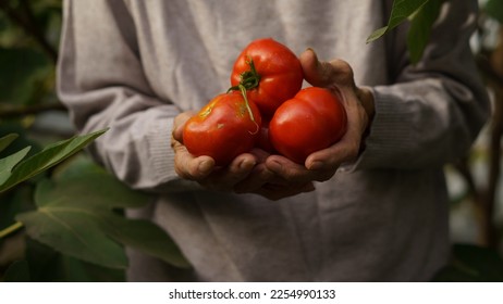 an elderly woman holds a tomato crop in her hands in the backyard in the home garden, among the leaves. close-up hands, concept of organic farming, home vegetable garden, clean food and farming - Powered by Shutterstock